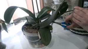 Орхидеи. Как размножить черенками.