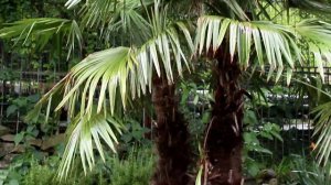 Трахикарпус -  веерная пальма.