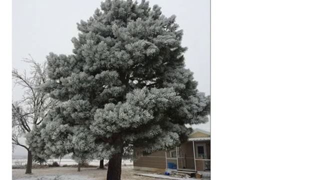 Семена сосны эльдарской купля продажа смотреть онлайн