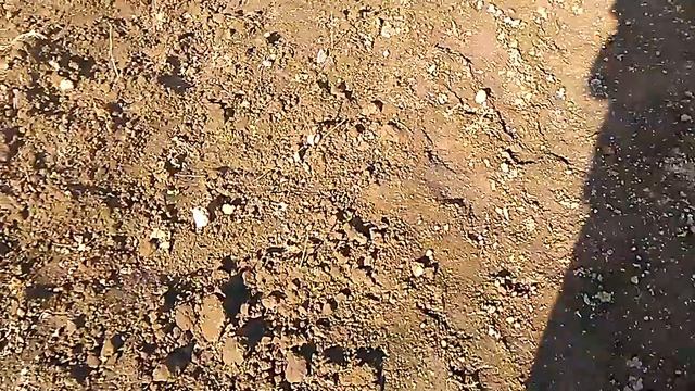 Сіянці грецького горіха підготовка до зими