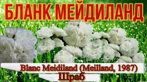 Роза Бланк Мейдиланд (флорибунда)  - Blanc Meidiland (Meilland, 1987)