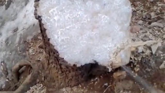 Садовый вар аэрозоль в работе, большой пенек смотреть онлайн