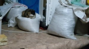 Закладка яиц в инкубатор.Инкубатор Матрица дейли на 72 яйца