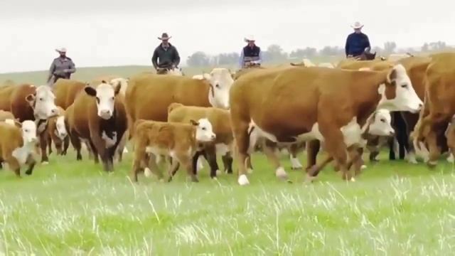 Быки Симменталы. Быки на откорме. Быки и коровы. КРС. МЭЦ. смотреть онлайн
