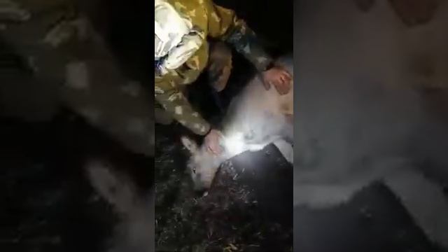 Отлов косули в Стерлитамаке на территории БСК смотреть онлайн