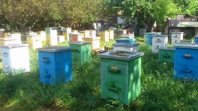 Пчеловодство и погодные условия смотреть онлайн