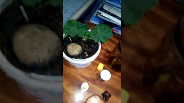 Обзор растений на данное время смотреть онлайн