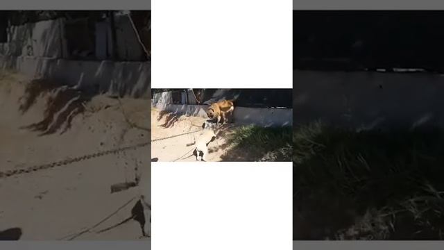 Which is stronger? 🇹🇷 Kangal vs Dogo Argentino 🇦🇷 смотреть онлайн