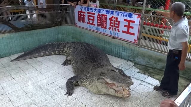 麻豆鱷魚王小河 Crocodylus porosus смотреть онлайн