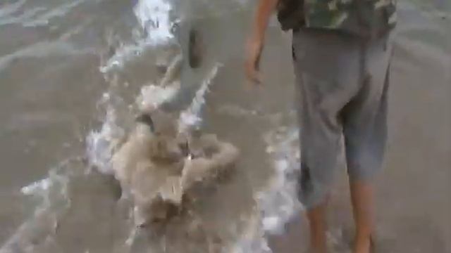 сом маленький смотреть онлайн