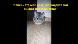 Приколы про шиншилл, как живет шиншилла в квартире / Что за зверь такой - шиншилла?