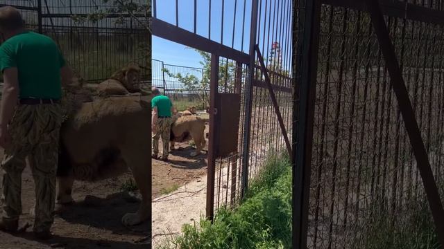 Олег Зубков УГОВАРИВАЕТ ЛЬВА выйти погулять))) смотреть онлайн