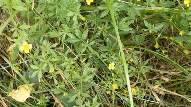 Поліський "женьшень" - перстач прямостоячий, або калган (Potentilla erecta)! смотреть онлайн