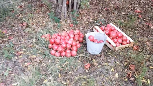Заброшенный гранатовый сад. смотреть онлайн