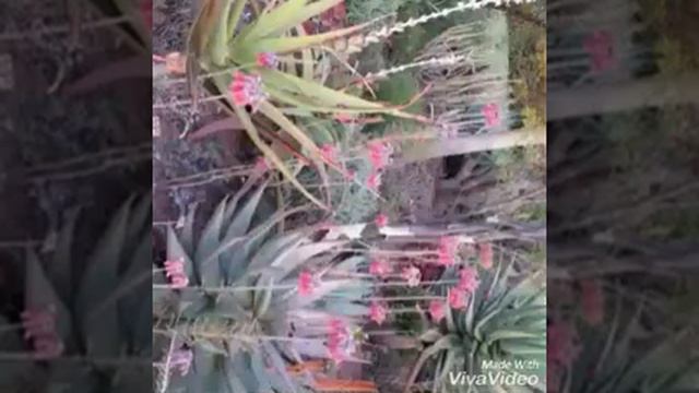 The Most Magical Indigenous Garden South Africa