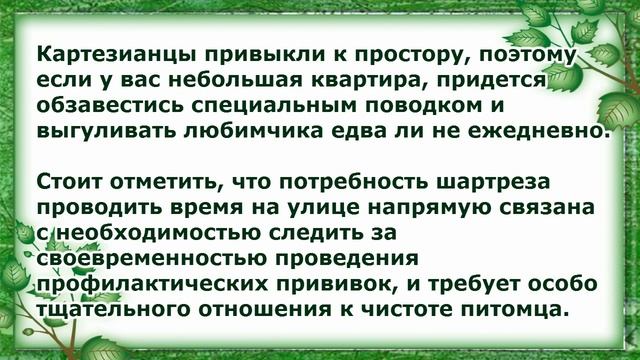 Шартрез, Уход и содержание, Породы кошек смотреть онлайн