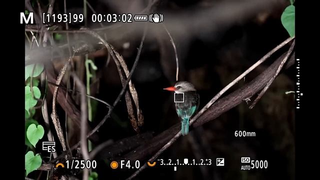 The Canon Eos R3 For Wildlife Photography. смотреть онлайн