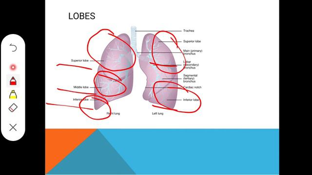 HRCT CHEST REPORT कैसे समझे- CT Score , CORADS, LOBES |Covid HRCT CHEST TEST 😎😎😎 смотреть онлайн