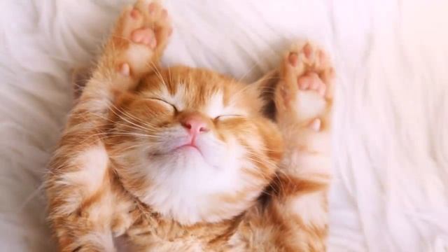 ВЫБИРАЕМ КОТЕНКА ПО ОКРАСУ CHOOSE KITTEN BY COLOR смотреть онлайн