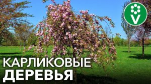 ЭТИ КАРЛИКОВЫЕ ДЕРЕВЬЯ ПОДОЙДУТ ДАЖЕ ДЛЯ САМЫХ МАЛЕНЬКИХ УЧАСТКОВ