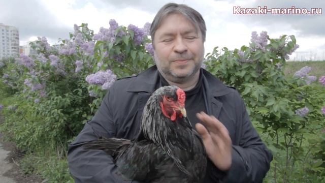 Казачье подворье в Марьино - Петушок Брама смотреть онлайн