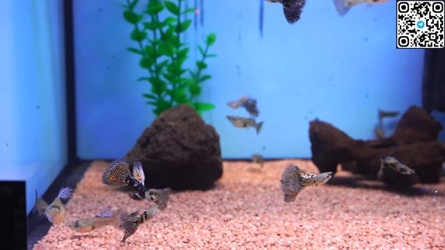 Птичий Рынок в Германии Карлсруэ! Обзор аквариумных рыбок, растений, креветок и цены на них!