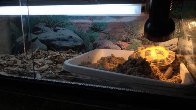Устройство места для кладок черепах (дополнительный террариум) смотреть онлайн