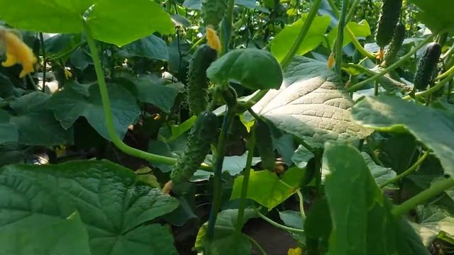 Огірок Барвіна (Nunhems) культура в полі смотреть онлайн