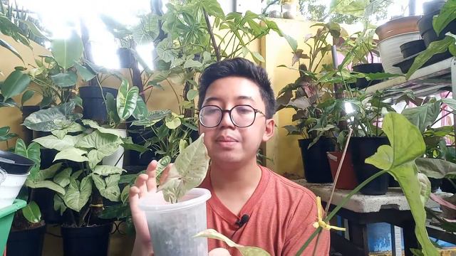 Beda Syngonium Confetti Dan Syngonium Milk Confetii ?! #syngonium #aroid #plants