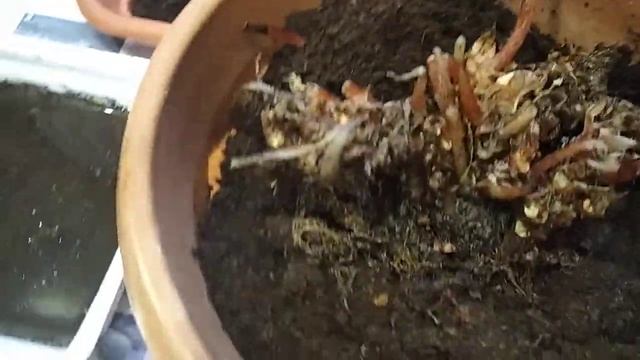 Лечение и пересадка заболевшей Тигровой Бегонии смотреть онлайн