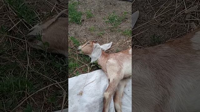 и снова беда пришла в наш двор ?? смотреть онлайн