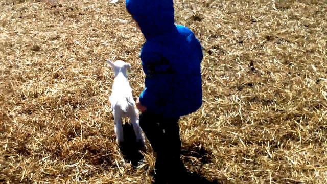Goatling hunt смотреть онлайн