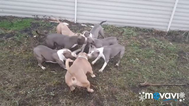 Воспитание разных пород, есть ли разница смотреть онлайн