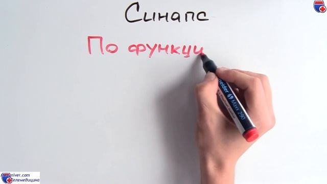 Строение синапса - Meduniver.com