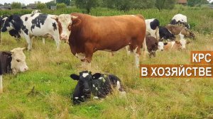 Разведение и содержание КРС в КФХ Рябова Якова. Калининградская область