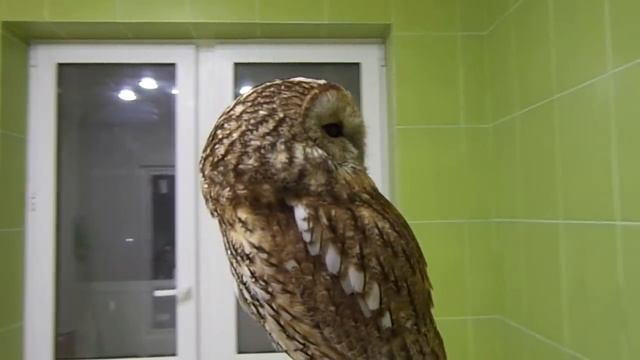 Сова вращает головой на 270 градусов. Крутим серую неясыть)))) смотреть онлайн