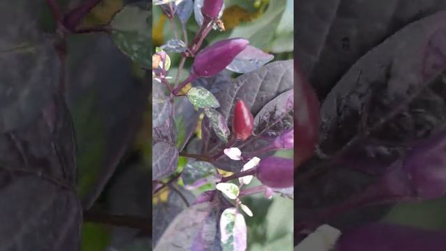 Вот такое чудо растет с января 2020, радует красотой всё лето и до середины октября смотреть онлайн