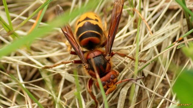 Шершень. Укус, последствия, первая помощь. смотреть онлайн