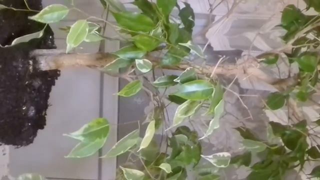 Фикусы. смотреть онлайн