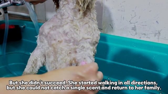 I have NEVER SEEN such a dirty dog *THE DOG IS THE MOST LOYAL BEING ON THE PLANET* Grooming * смотреть онлайн