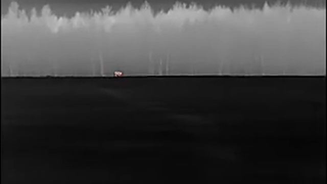 Лоси, наблюдение через тепловизор. смотреть онлайн