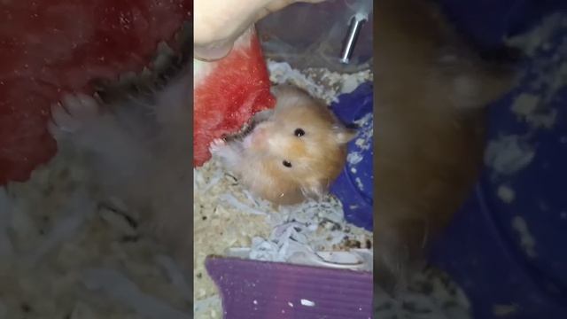 хомяк ест арбуз #хомяк #арбуз #вкуснаяеда смотреть онлайн