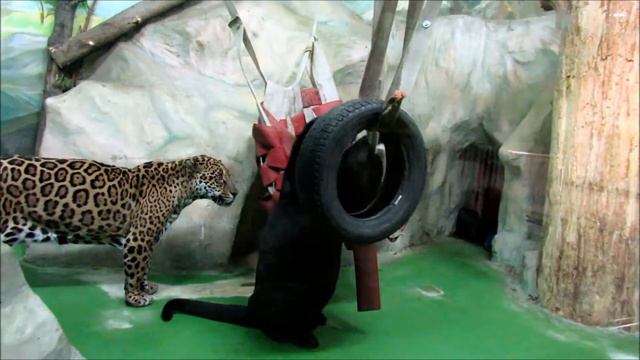 Ягуар Белла разыгралась. 19.03.21 г. смотреть онлайн