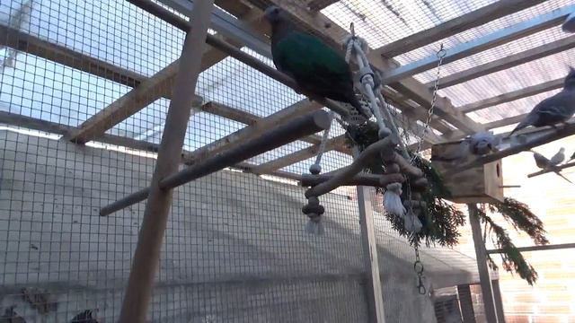 У канарейки появились первые Птенцы смотреть онлайн