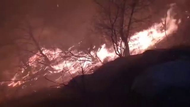 лесной пожар смотреть онлайн