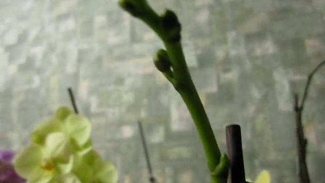 Домашнее цветение орхидей и интересные наблюдения.