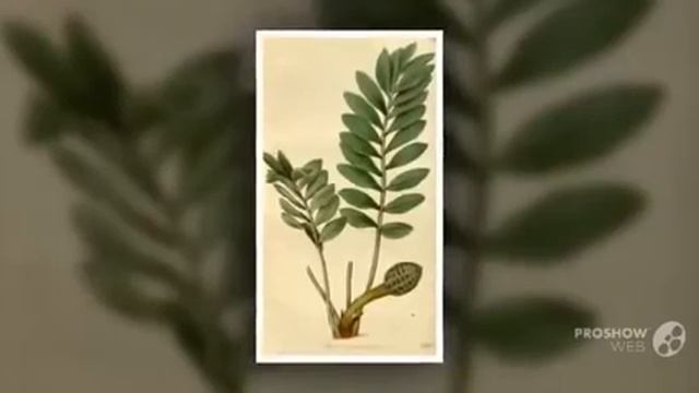 Zamia - garden plants смотреть онлайн