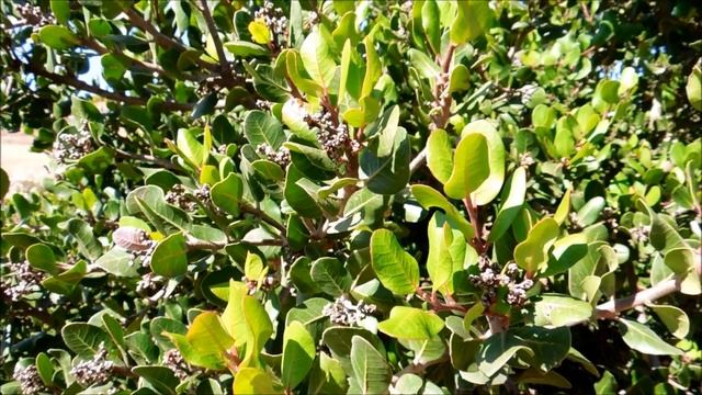 Lemonade Berry, Rhus integrifolia, San Diego, California смотреть онлайн