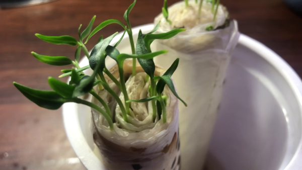 Сравниваем всходы перцев "мальчиков" и "девочек", посеянных в закрутки без земли.