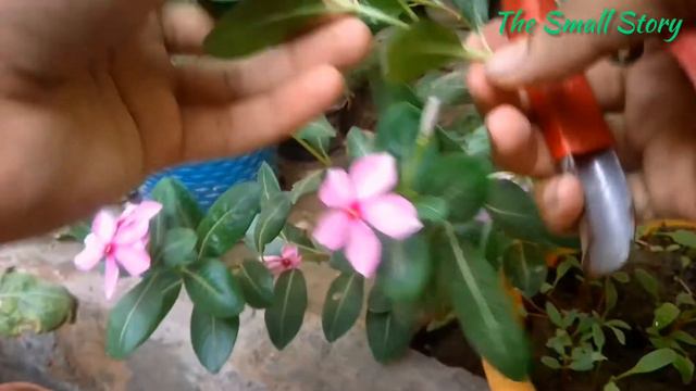 How to Get More Flowers on Vinca Plant? - Vinca Plant Blooming Tips & Tricks - Pure Greeny смотреть онлайн